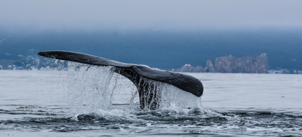 5 nouvelles découvertes sur la baleine noire de lAtlantique Nord