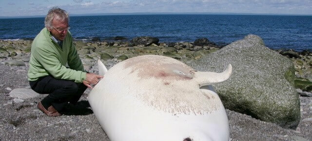 Book of the Dead: Nearly 600 Beluga Carcasses Examined Over Past 40 Years -  Baleines en direct