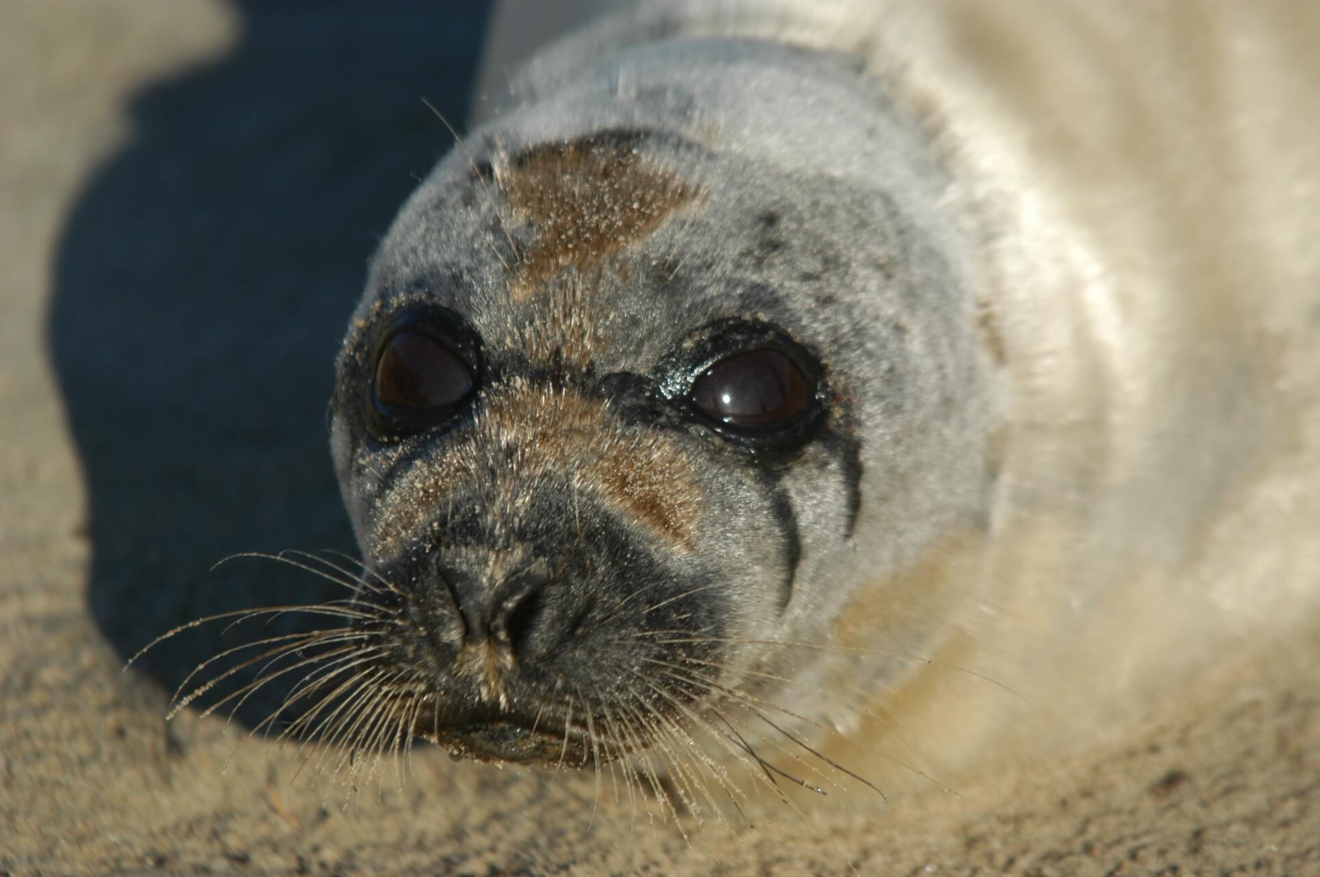 Phoque Du Groenland Baleines En Direct