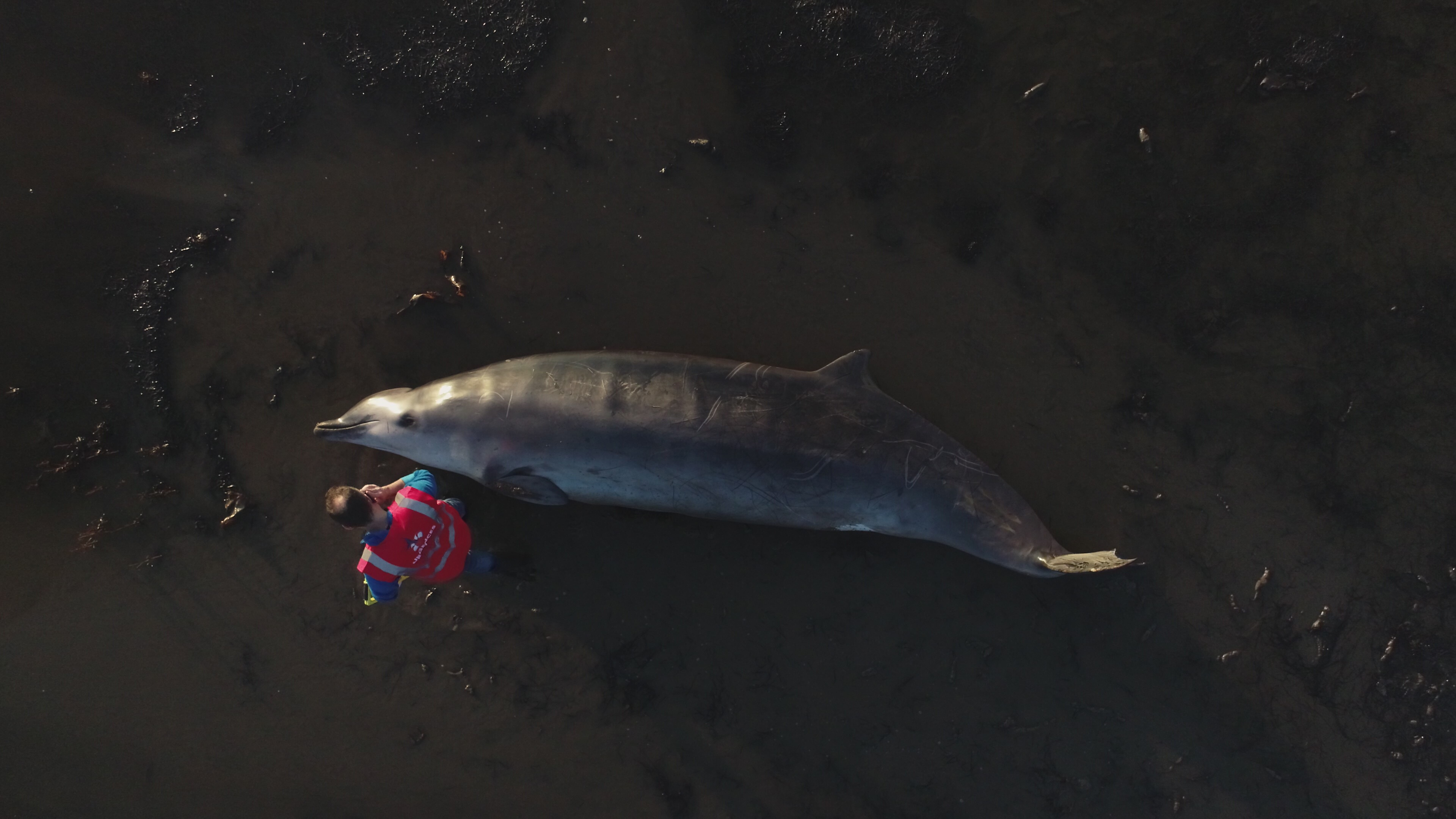 Deep-water denizen stranded in Sept-Îles - Baleines en direct