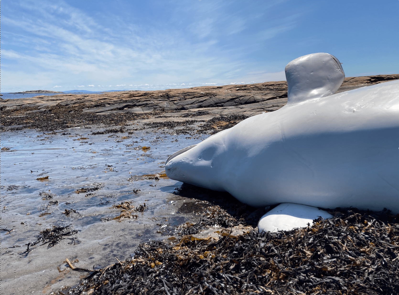 Book of the Dead: Nearly 600 Beluga Carcasses Examined Over Past 40 Years -  Baleines en direct