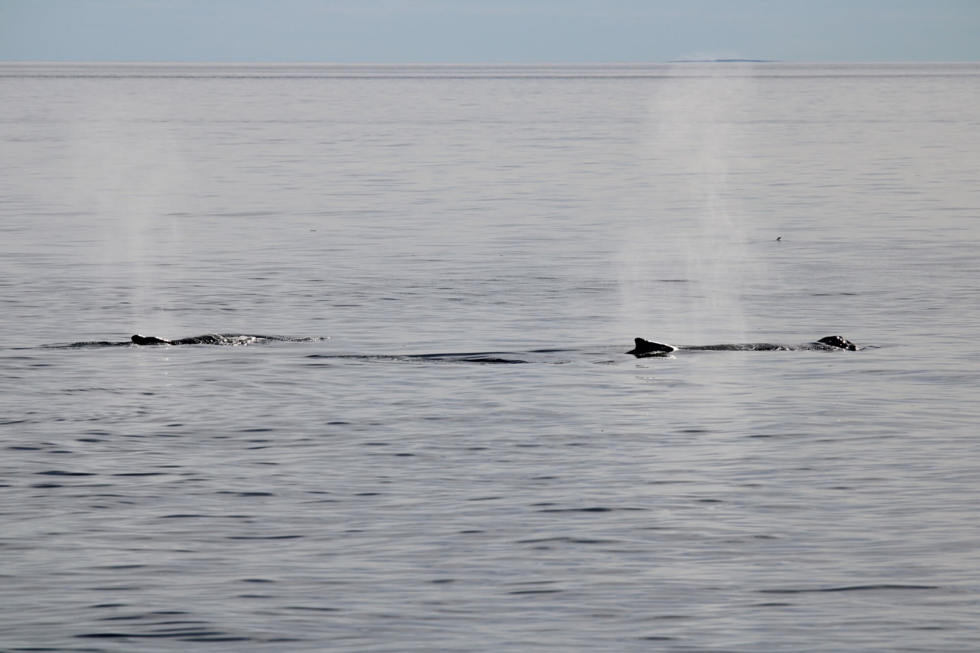 Les bosses sont dans le secteur! » - Baleines en direct