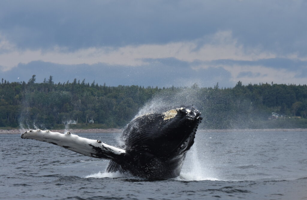 HumpBack 帰り道 Young Travelers: Humpback Whales of the Sardine Run - Scuba Hank NYC
