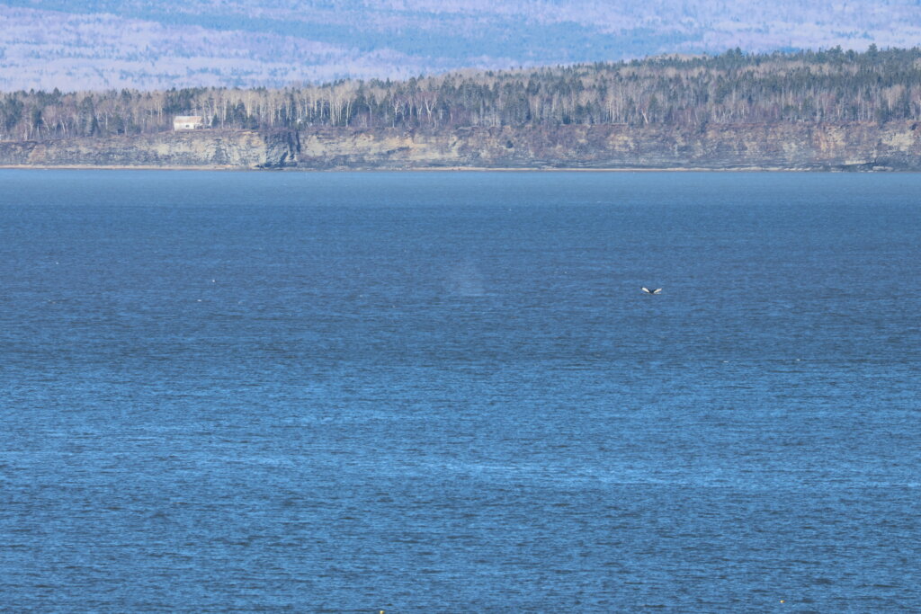 Humpback Photographed in Gaspé Peninsula - Baleines en direct