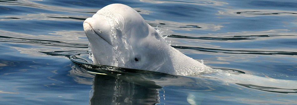 Does cat poop pose a problem for belugas? - Baleines en direct