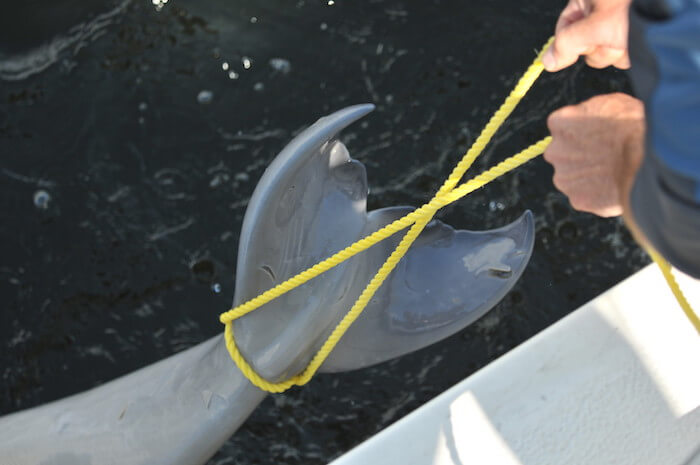 Book of the Dead: Nearly 600 Beluga Carcasses Examined Over Past 40 Years -  Baleines en direct