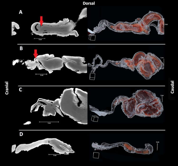 Reconstructions des parties génitales à partir des numérisations par CT Scan de 4 espèces : le marsouin commun, le grand dauphin, le dauphin commun à bec court et le phoque commun.