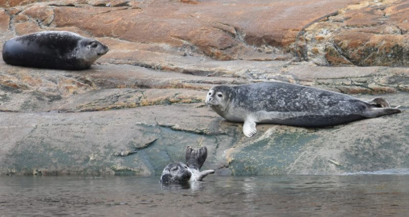 Harbour seals