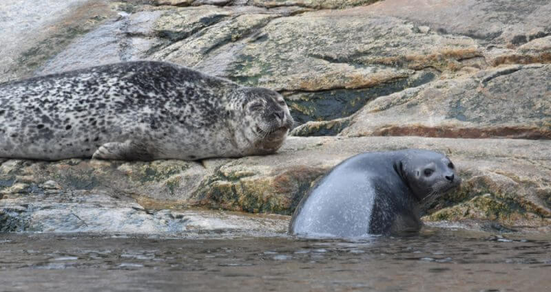 Harbour seals