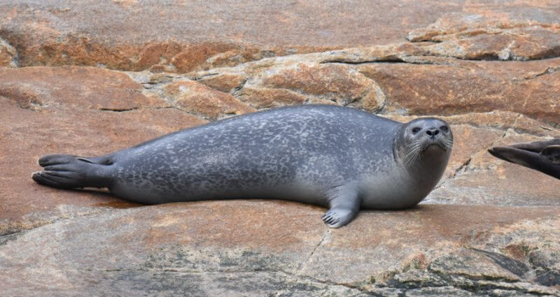 A Harbour seal