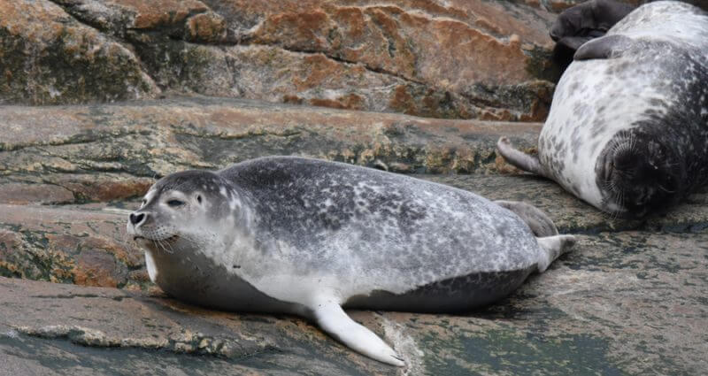 A harbour seals