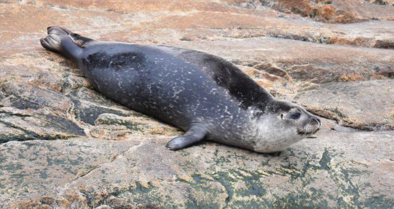 A harbour seal