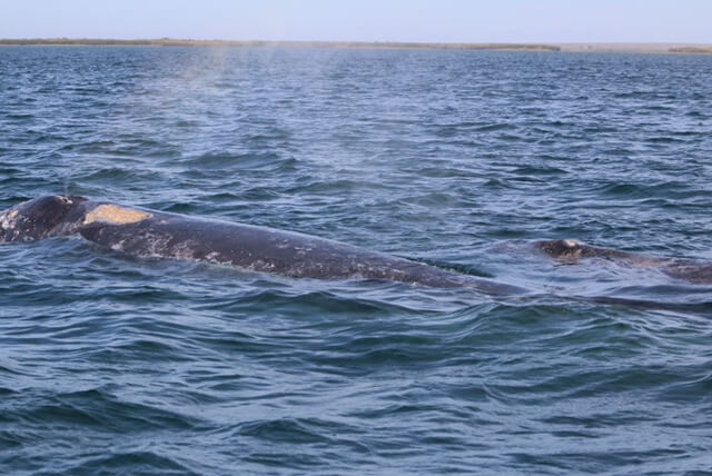Une baleine grise et son baleineau se préparent à migrer. Elles ont été photographiées au large du Mexique. © René Roy