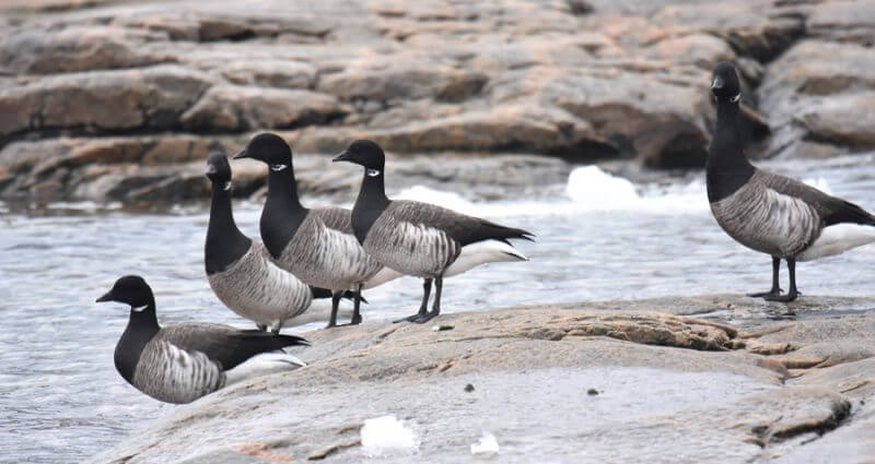 Brant Geese 
