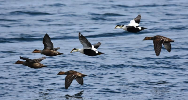 Des eiders à duvet en plein vol