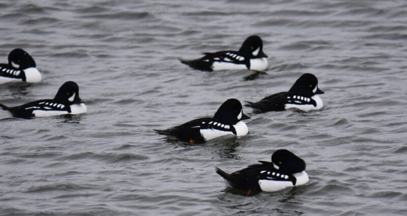 Barrow's goldeneye 