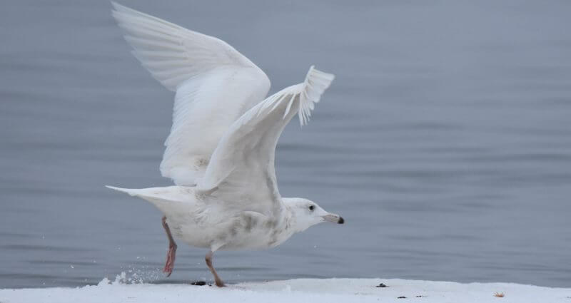 Arctic gull 