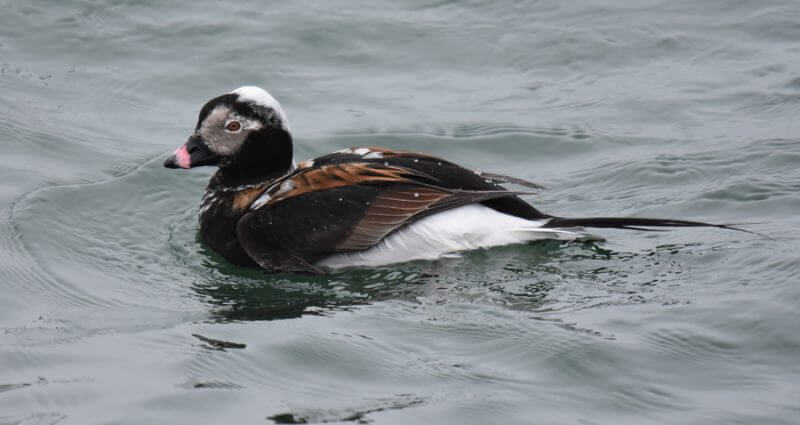 A long-tailed duck 