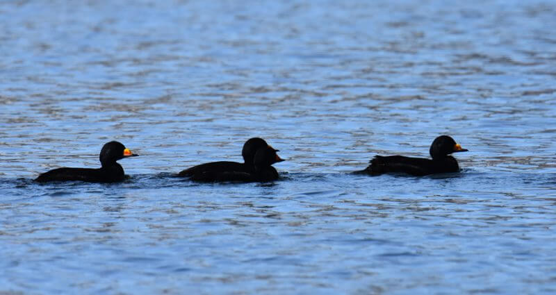 Three yellow-billed scoters 