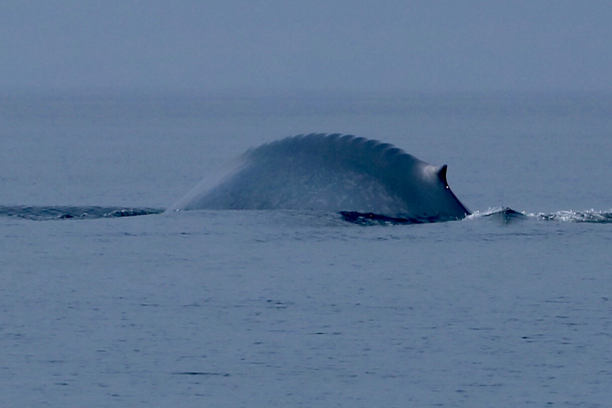 Rorqual bleu