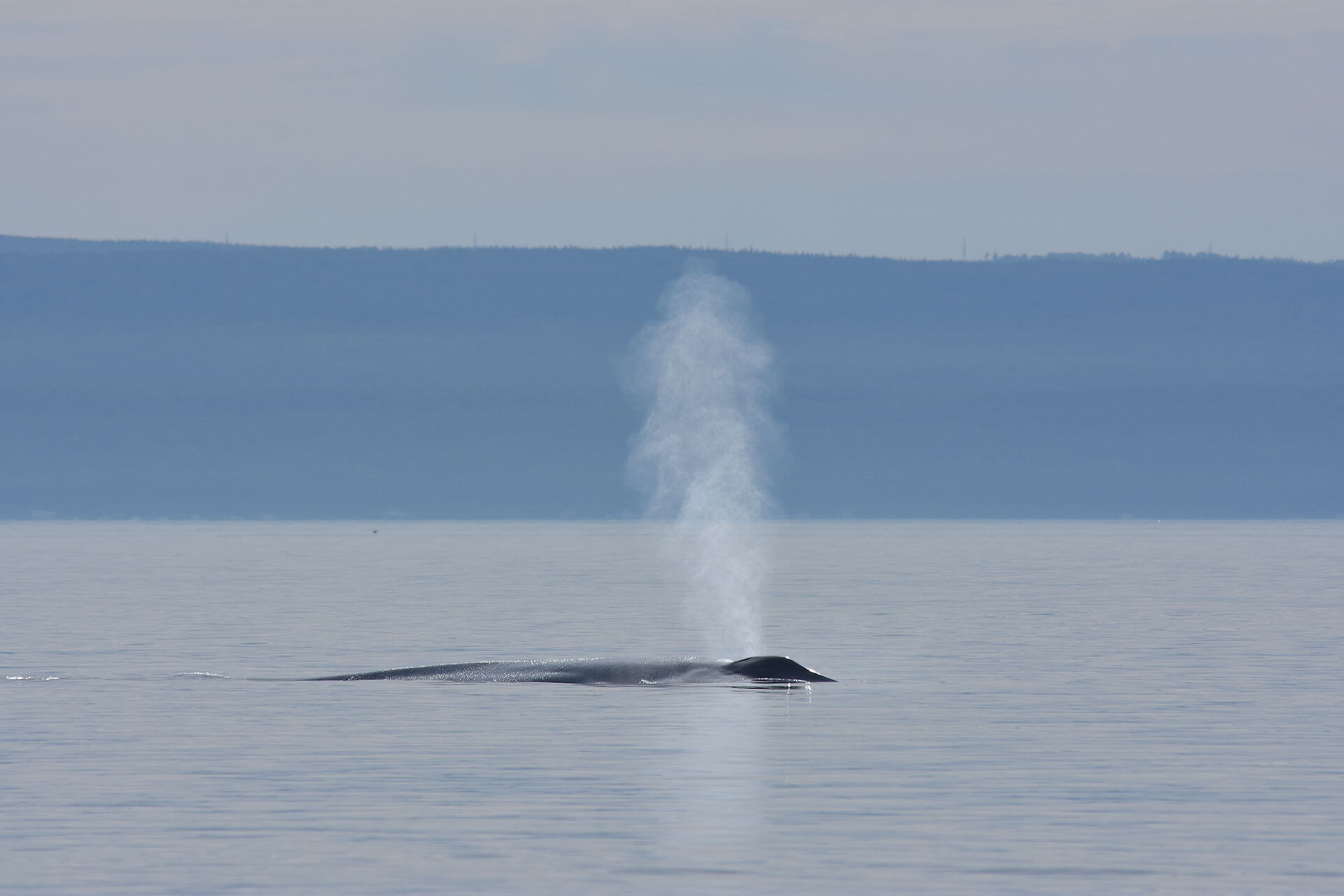 Souffle d’un rorqual bleu. À chaque inspiration, les baleines changent jusqu’à 90% de l’air contenu dans leur poumon.