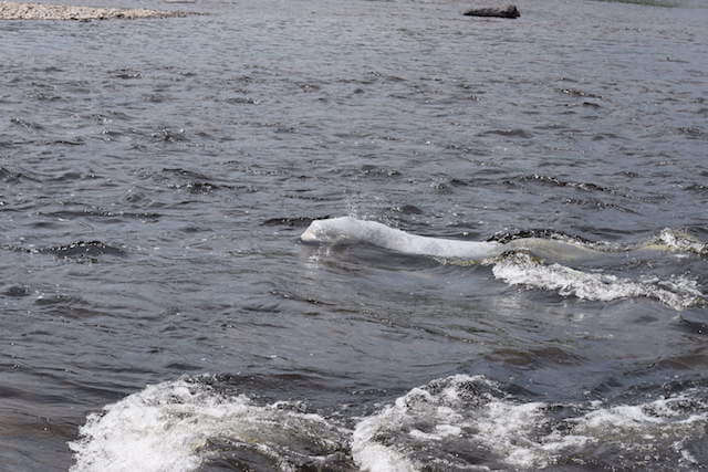 This picture taken on June 12 shows a better skin condition for the beluga 