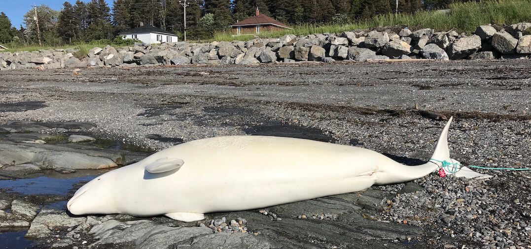 A washed-up beluga
