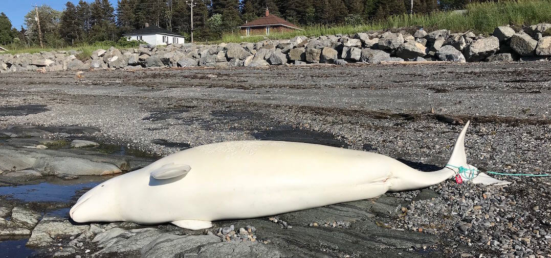 Cat parasite found in Western Arctic belugas