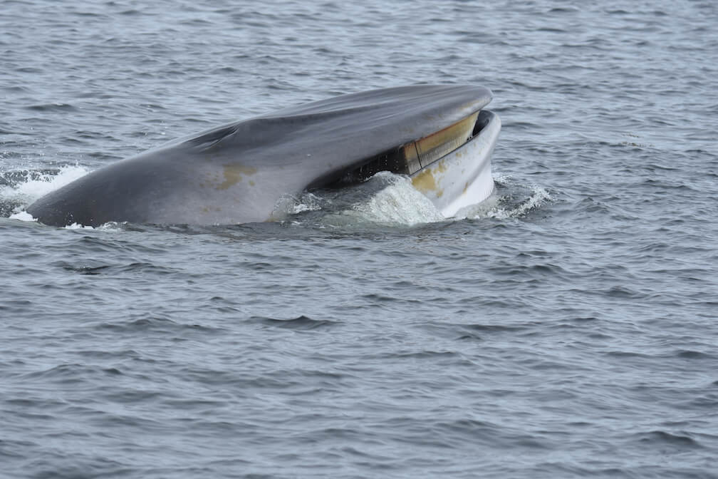 A minke whale surfaces, showing its baleen.