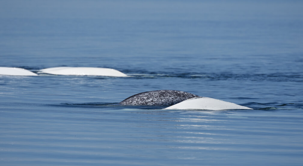 Narval Monodon Monceros Baleines En Direct