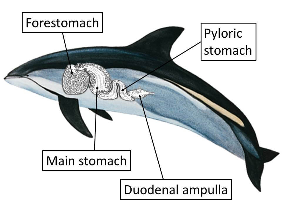 Schéma du système digestif d'une baleine.