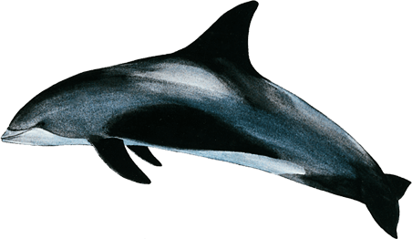 White-beaked dolphin