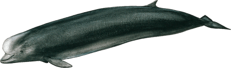 Baleine à bec commune