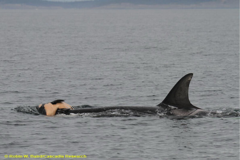 A killer whale carries her deceased newborn. 