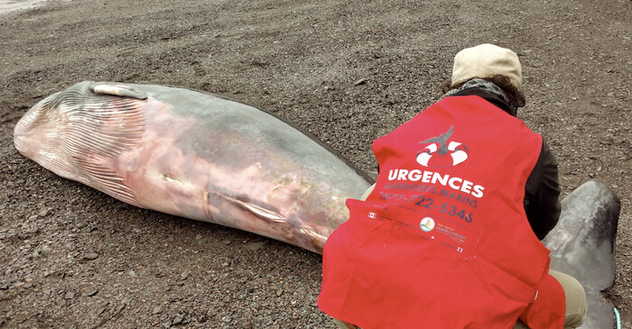 a volunteer with a dead minke whale