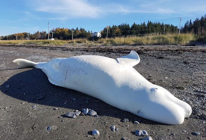 3.87 m beluga female stranded at Saint-Ulric, October 23, 2017