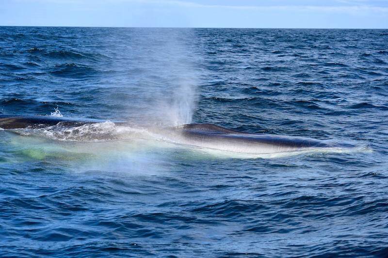 The powerful spout of a fin whale.