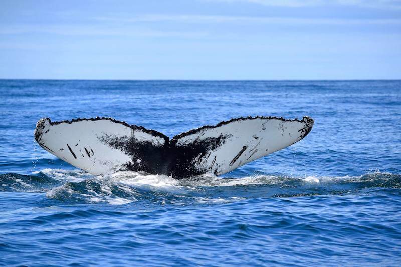 Nageoire caudale de la baleine à bosse H782.