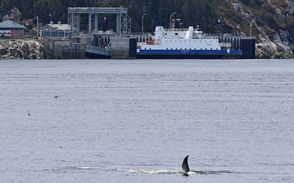 La demi nageoire caudale d'un petit rorqual