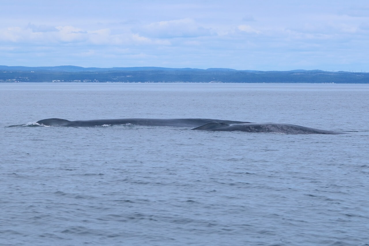 Le rorqual bleu Pleiade et son baleineau