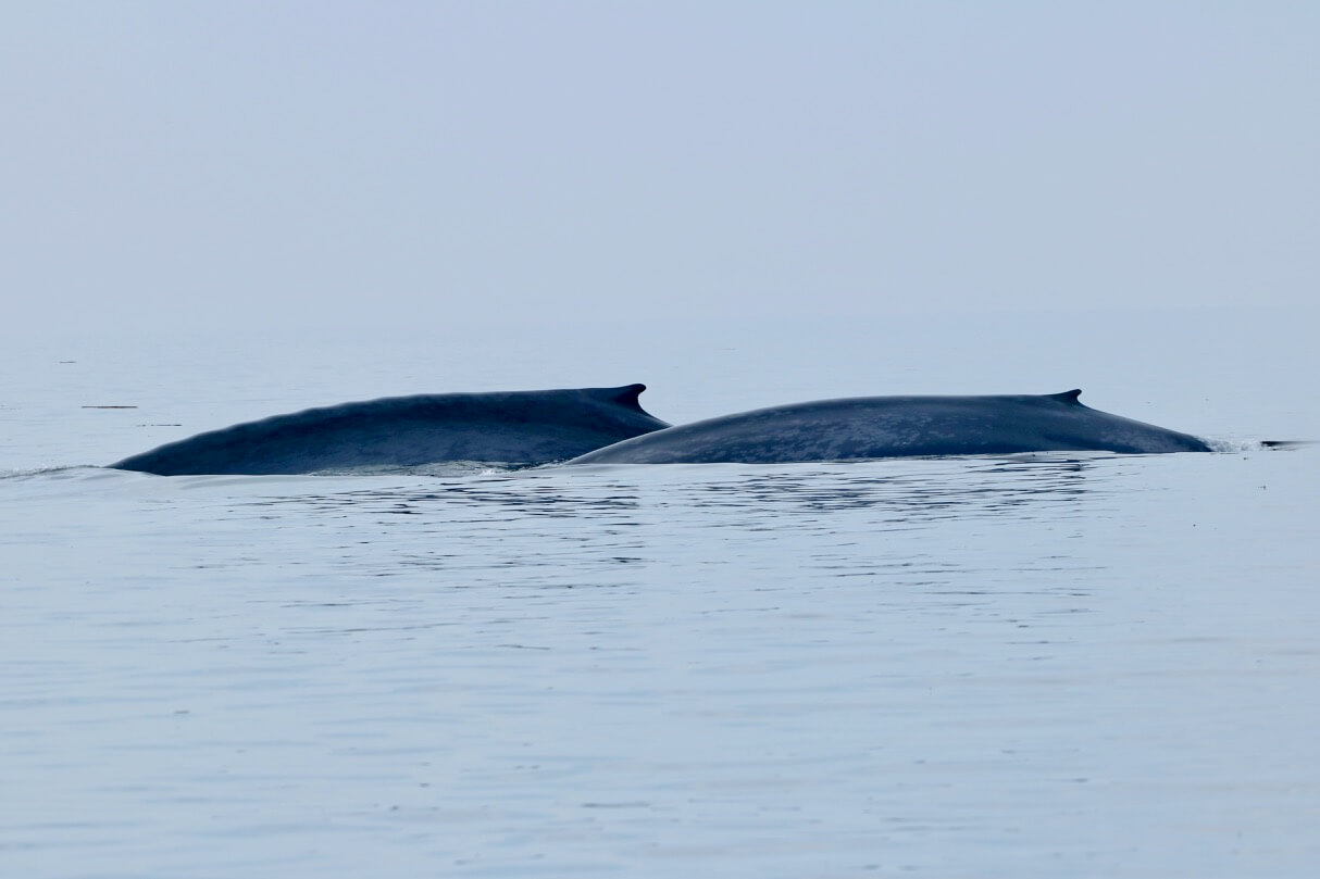 Two blue whales swimming side by side
