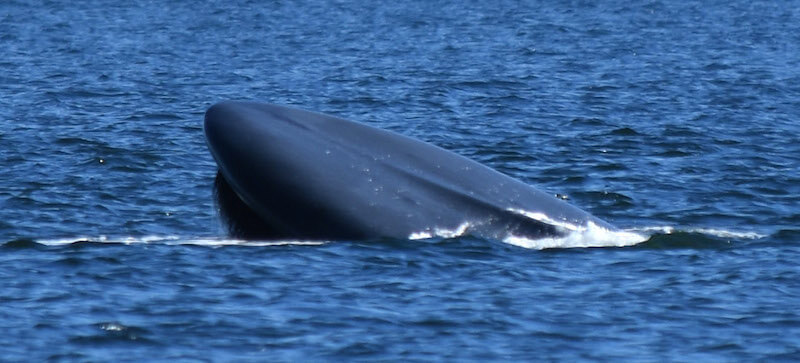 Baleine bleue qui s’alimente en surface.