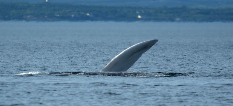 Nageoire pectorale d’une baleine bleue qui s’alimente en surface. 