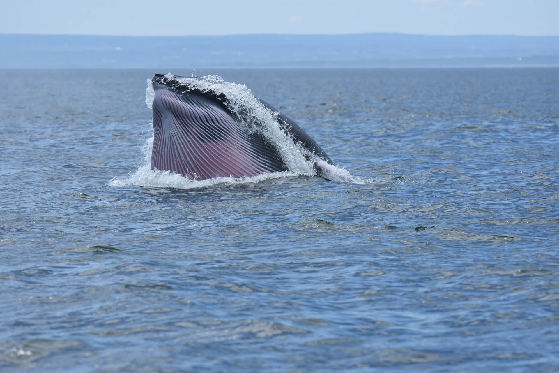 A minke whale feeding at the surface 