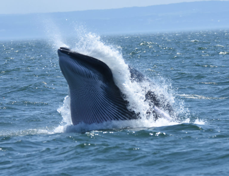 Do whales produce saliva? - Baleines en direct