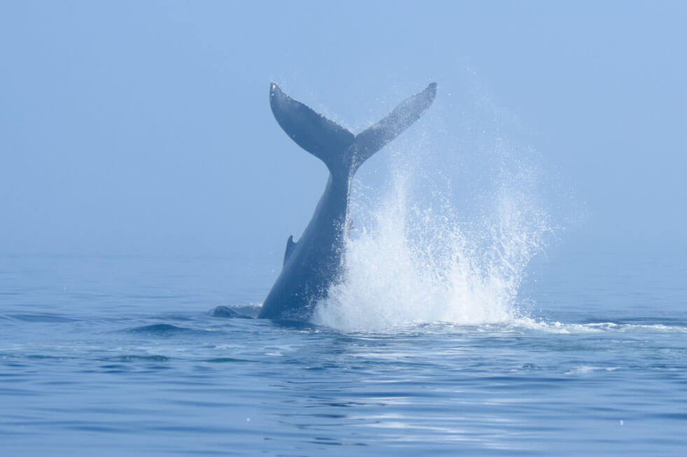 baleine a bosse tapant de la queue