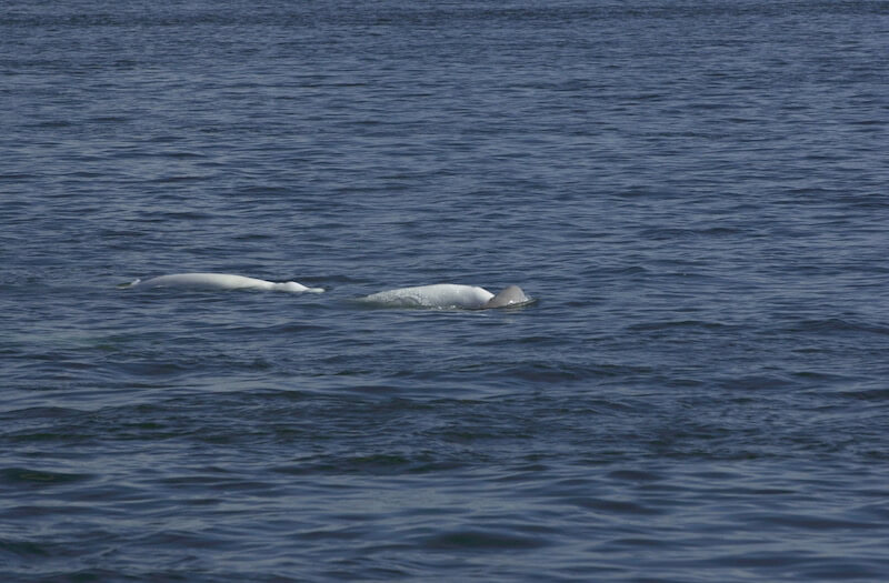 Mourning behaviour has been observed in St. Lawrence belugas. 