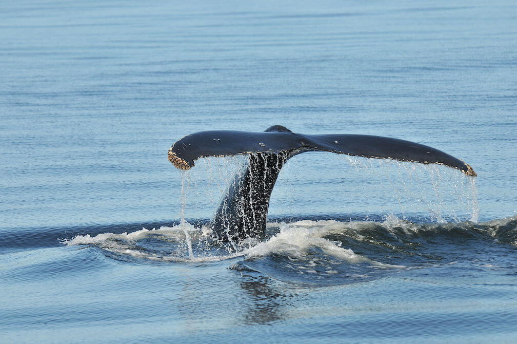 Baleine Océan Plongée Sous-Marine Débardeur 