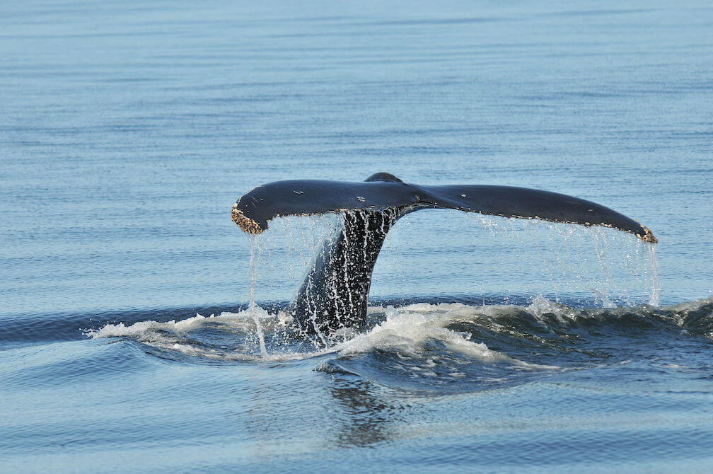 How do whales go on long dives? - Baleines en direct