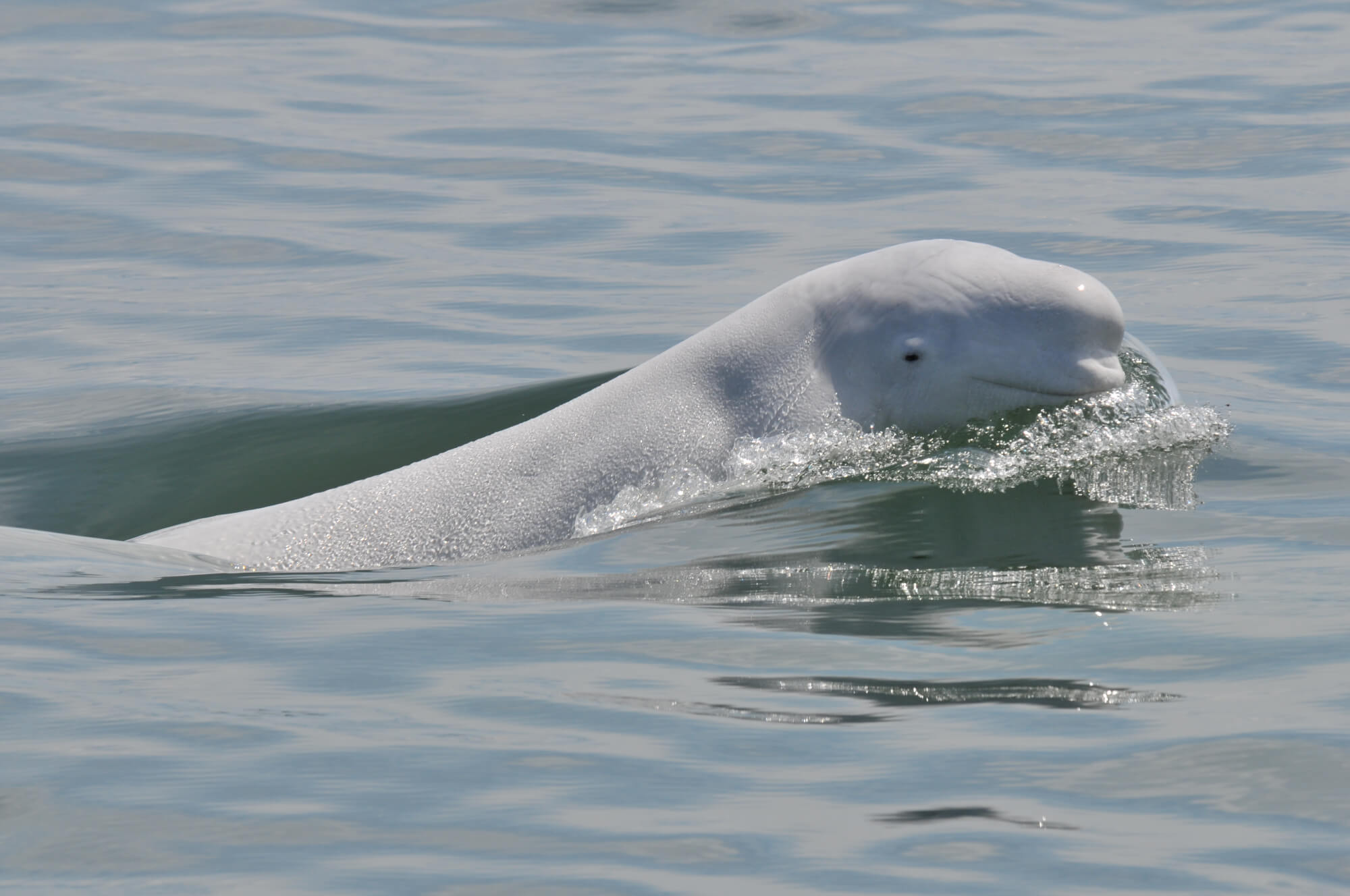 A beluga whale swimming